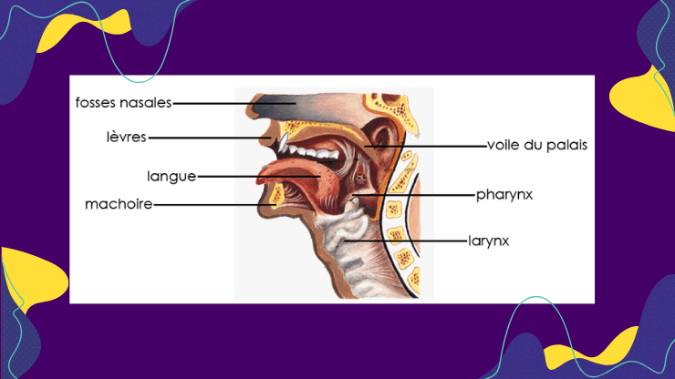 Anatomie de la voix
