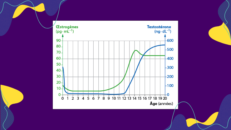 Taux de testostérone et d'oestrogène chez un garçon (en bleu) et chez une fille (en vert) en fonction de l'âge